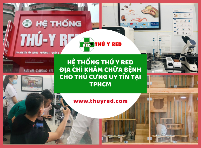 Hệ Thống Thú Y Red - Địa Chỉ Khám Chữa Bệnh Cho Thú Cưng Uy Tín Tại TPHCM